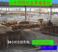 山西浑源县养殖什么品种的肉牛最赚钱
